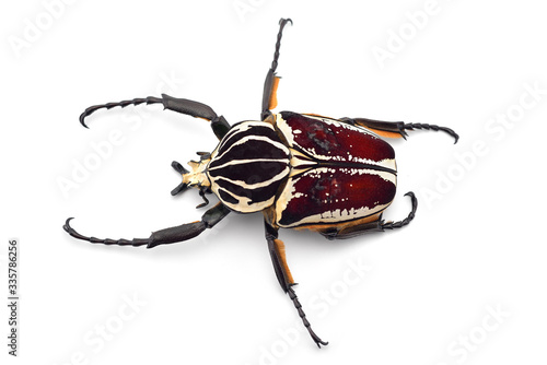 The African Goliath Beetles isolated on white background