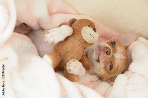 A mini chihuahua puppy is playing with a teddy bear in his bed. Puppy is two months old. The dog is smiling. The dog hugs a teddy bear.  © IvSky