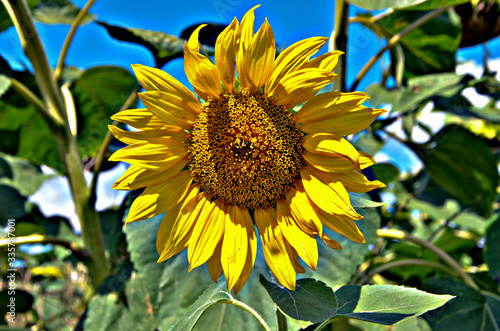 Yellow sunflower with blurred background