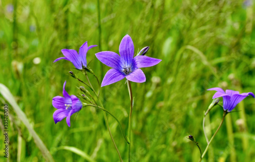 Purple bell on a background of green grass