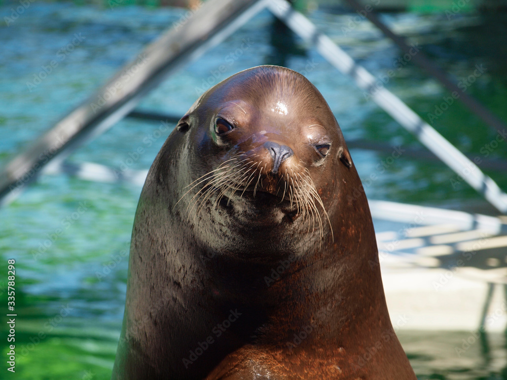 Obraz premium Cute seal in the water 