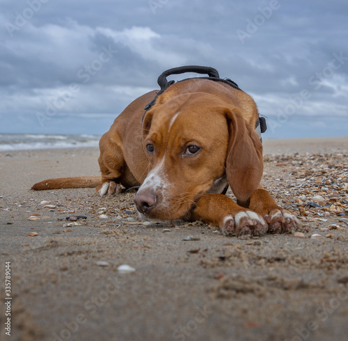 Puppy dog at the Beach Julianadorp Netherlands. Northsea coast.