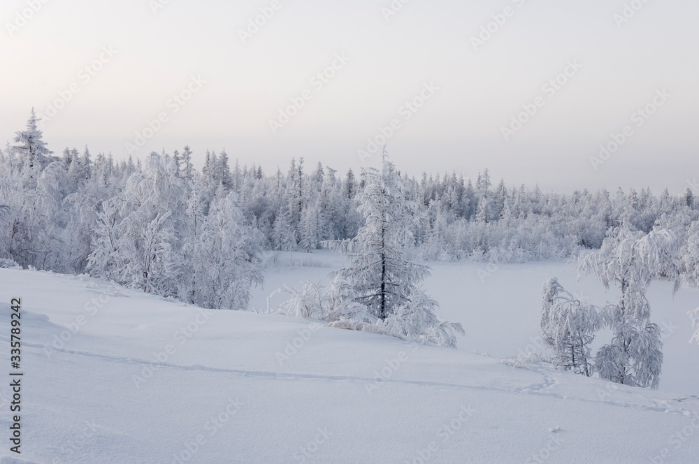 Obraz premium Winter day. Naked trees and pines covered with white snow on there branches. Walking on nature. Travel on north. Frosty landscape