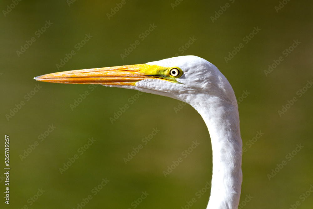 great egret white heron great egret white heron