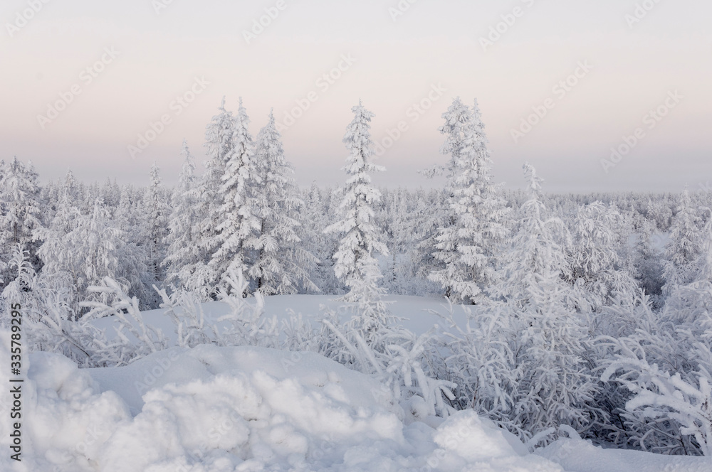 Winter day. Naked trees and pines covered with white snow on there branches. Walking on nature. Travel on north. Frosty landscape