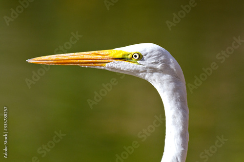 great egret white heron