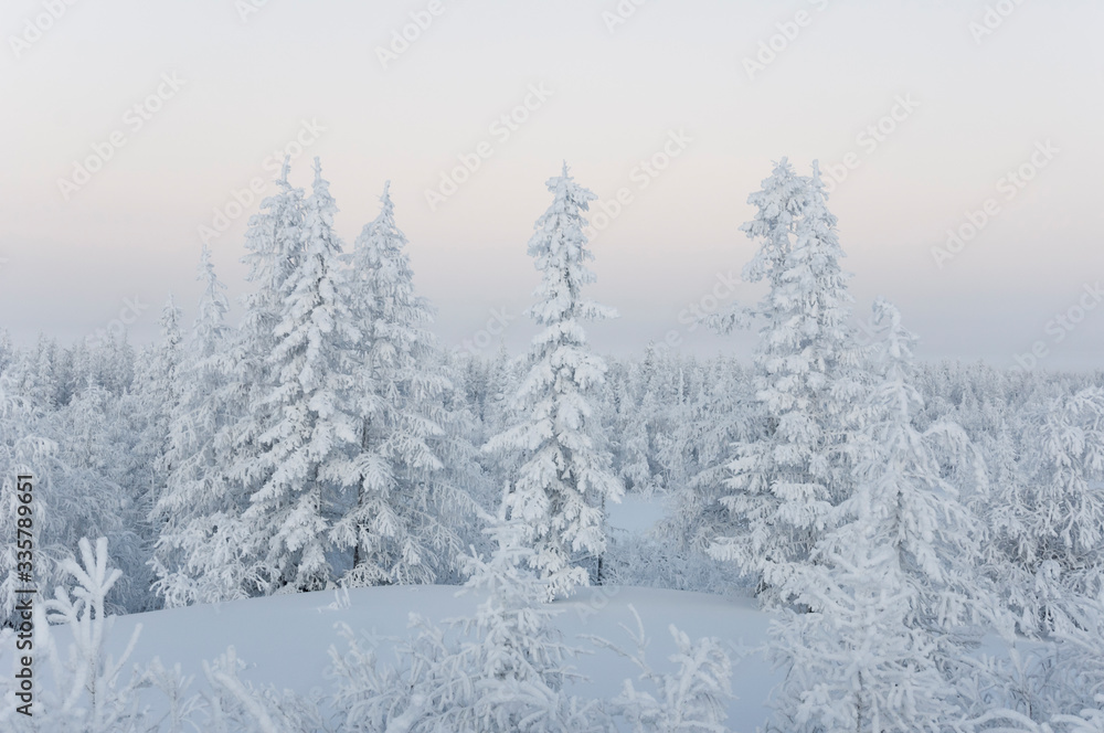 Winter day. Naked trees and pines covered with white snow on there branches. Walking on nature. Travel on north. Frosty landscape Winter day. Naked trees and pines covered with white snow on there branches. Walking on nature. Travel on north. Frosty landscape