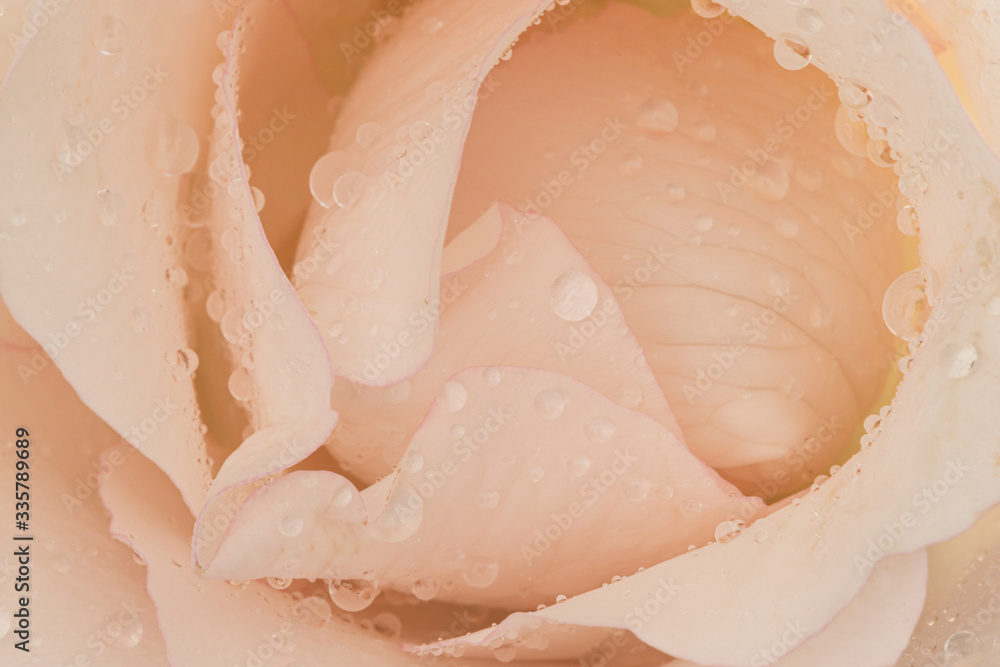 close up of the petals
