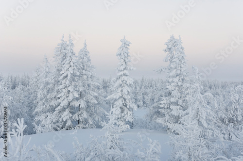 Winter day. Naked trees and pines covered with white snow on there branches. Walking on nature. Travel on north. Frosty landscape © Oksana