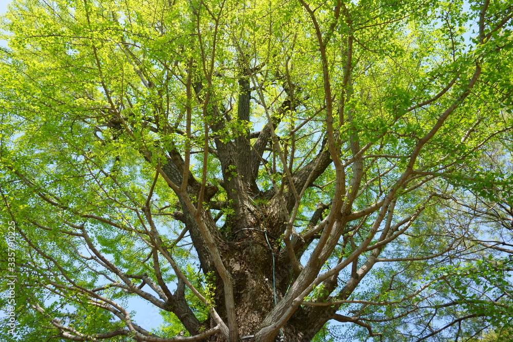 Ginkgo biloba tree branches with young green leaves Ginkgo biloba tree branches with young green leaves