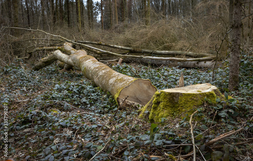 Cut trees at Schokkerbos. Forest. Schokland Noordoostpolder Netherlands