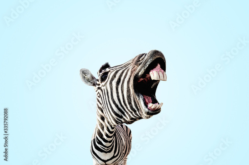 zebra with open mouth and big teeth over blue background
