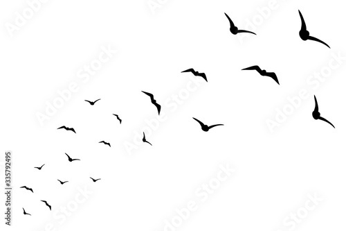 Vector silhouette of birds on white background. Symbol of animal and sky.