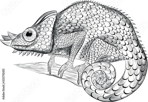 black and white chameleon fun for coloring