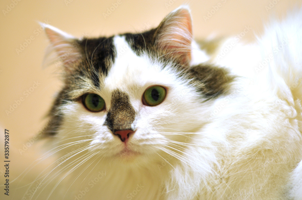 portrait of a white fluffy Siberian cat with a black nose and multicolored eyes lying on the bed. horizontal photo