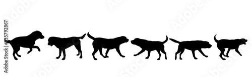 Collection of vector silhouette of dog on white background. Symbol of animal.