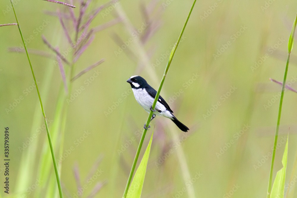 Lined Seedeater in the grass with a green background Lined Seedeater in the grass with a green background