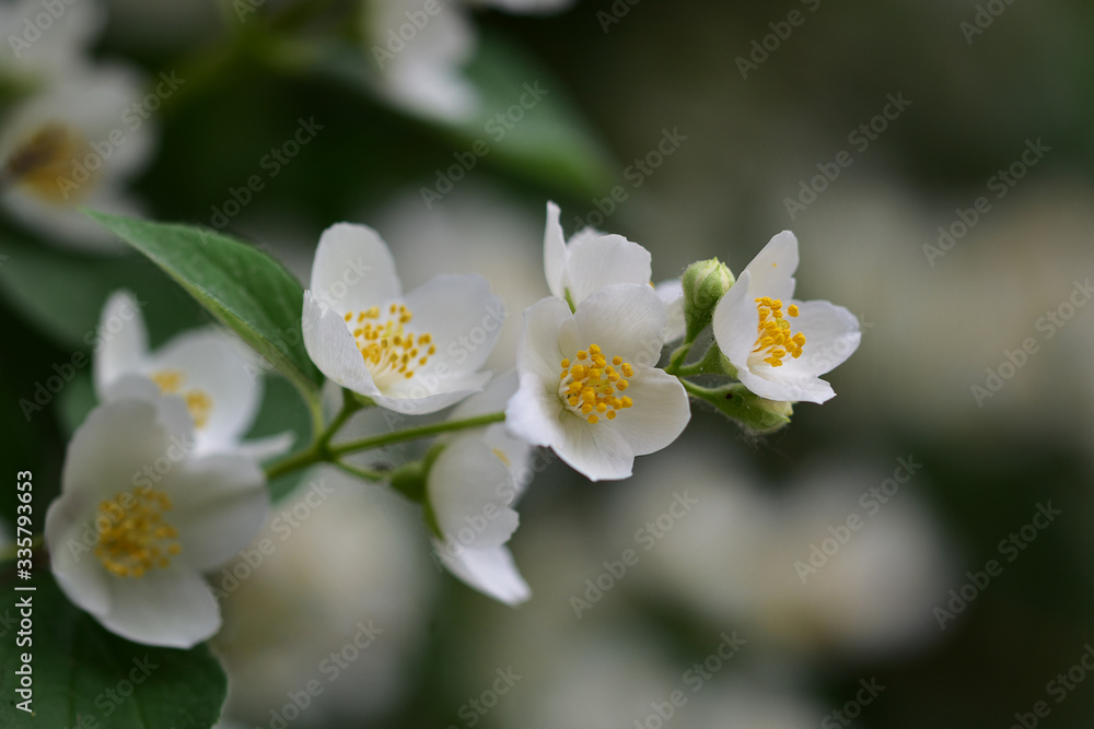 Obraz premium Delicate sprig of white fragrant jasmine with bright yellow stamens