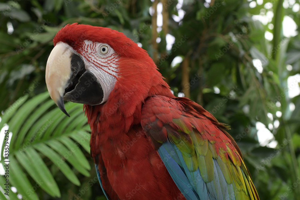 Close-up portrait of a beautiful red macaw on a background of tropical foliage