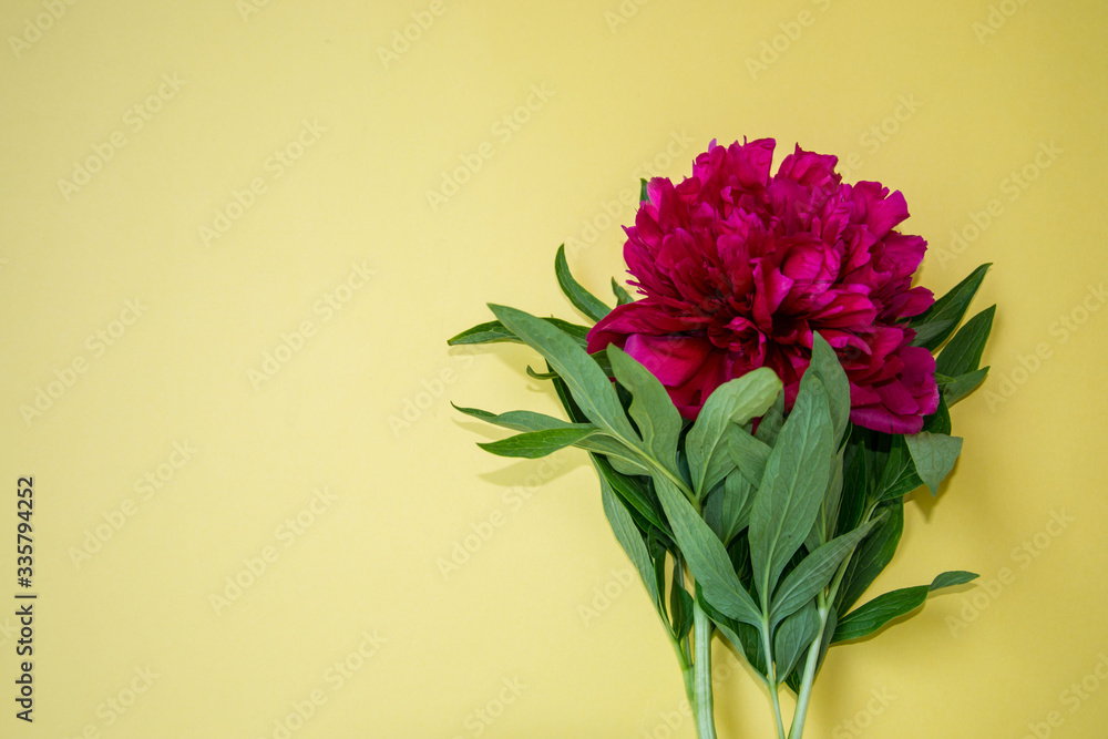 Obraz premium Beautiful burgundy peony with green leaves on yellow background, copy space for text, flat lay, spring flowers indoors