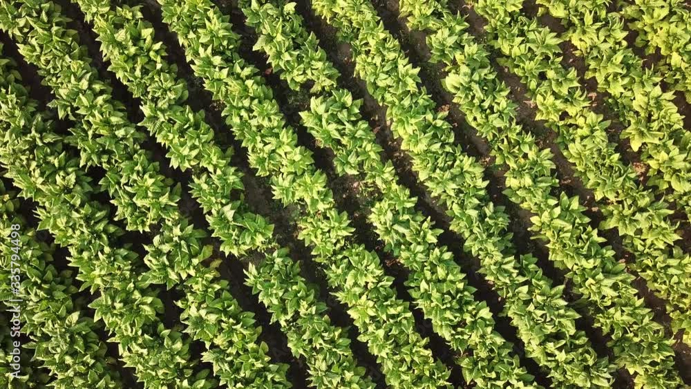Tobacco Farm Aerial View Shot Tobacco Farm Aerial View Shot