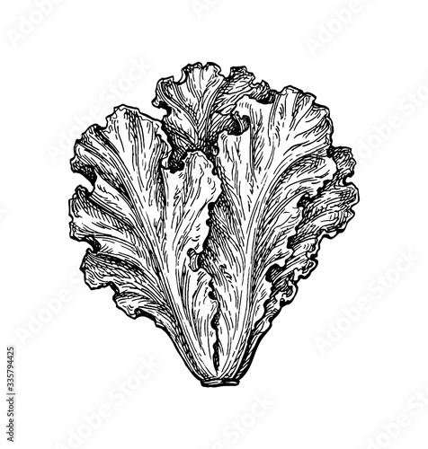 Ink sketch of lettuce.