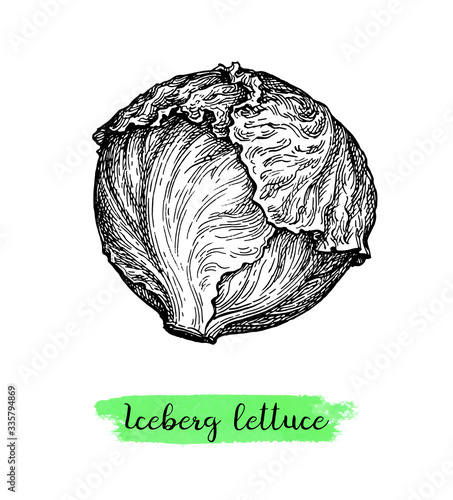 Ink sketch of lettuce iceberg.