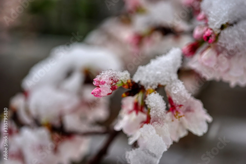 さくら 桜 雪 桜と雪 降る 春 花 HDR