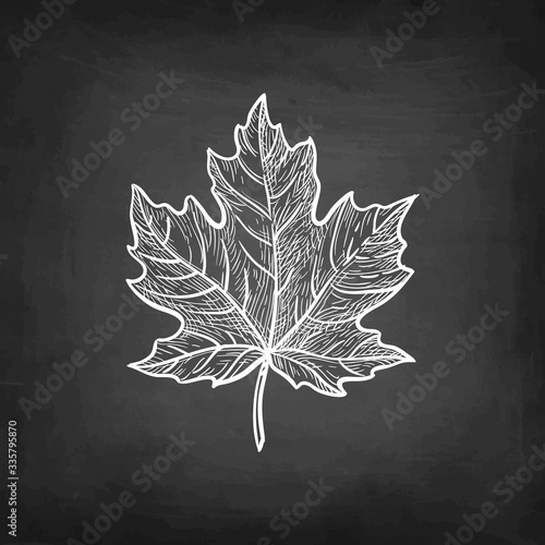 Chalk sketch of maple leaf.