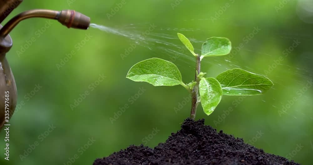 Young plant grows from the soil, man's hand watering fron vintage ...