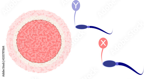 ovule and sperm carrying x and y balloons