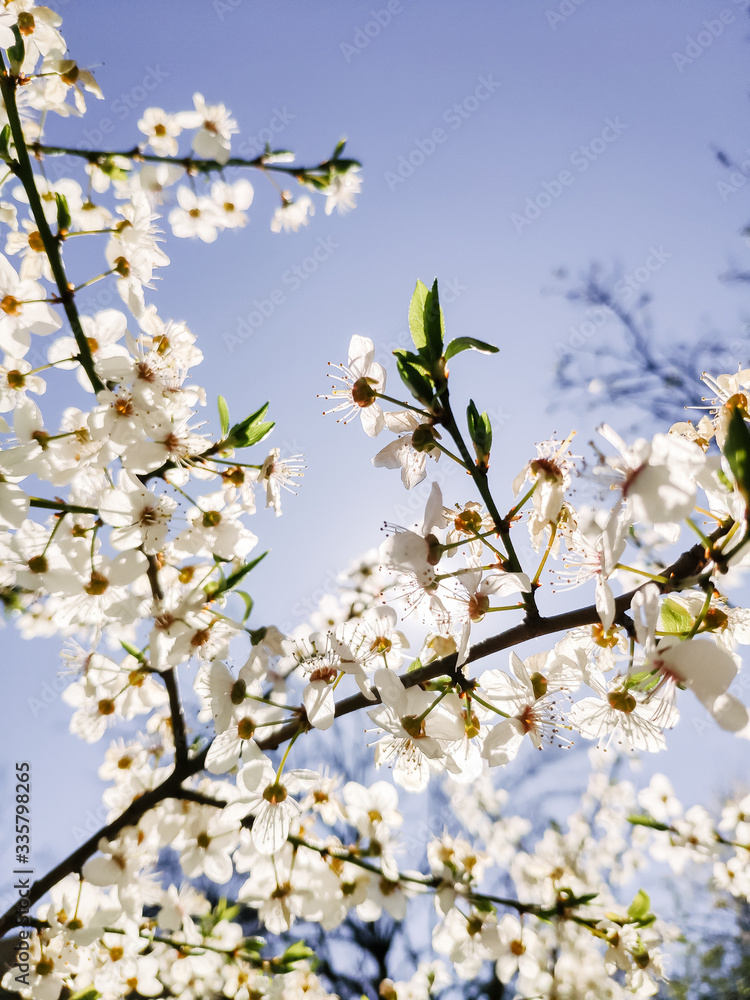 Mobile photography. Branches with white flowers of cherry trees in a spring park against a clear cloudless blue sky Mobile photography. Branches with white flowers of cherry trees in a spring park against a clear cloudless blue sky