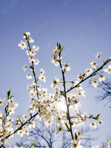 Mobile photography. Branches with white flowers of cherry trees in a spring park against a clear cloudless blue sky