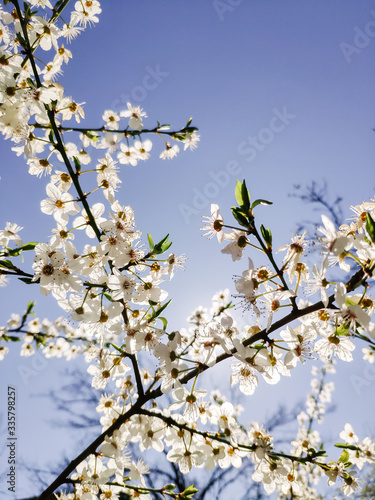 Mobile photography. Branches with white flowers of cherry trees in a spring park against a clear cloudless blue sky