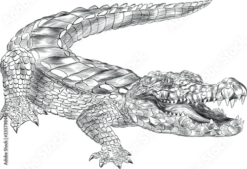 crocodile black and white coloring sketch with open mouth green cartoon vector illustration print