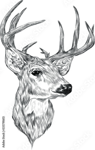 deer head with big horns black and white coloring sketch vector illustration print tattoo