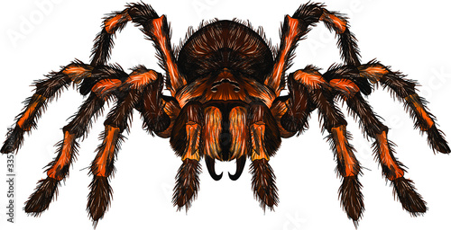 tarantula spider brown shaggy realistic vector