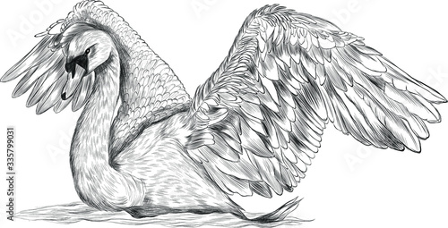 Swan bird with spread wings black and white vector illustration sketch coloring stroke