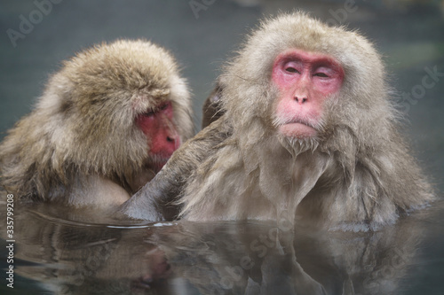温泉猿 © Mori kei