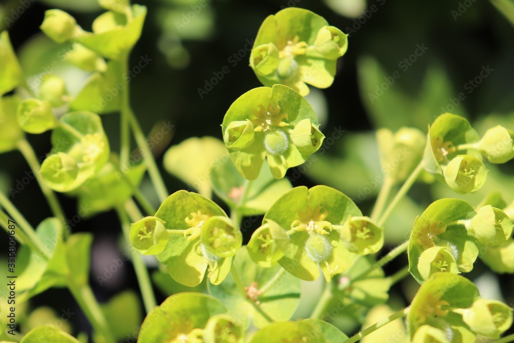 Fleurs vertes d'euphorbes - euphorbes en fleur au printemps dans la commune de Corbas - Département du Rhône- France Fleurs vertes d'euphorbes - euphorbes en fleur au printemps dans la commune de Corbas - Département du Rhône- France