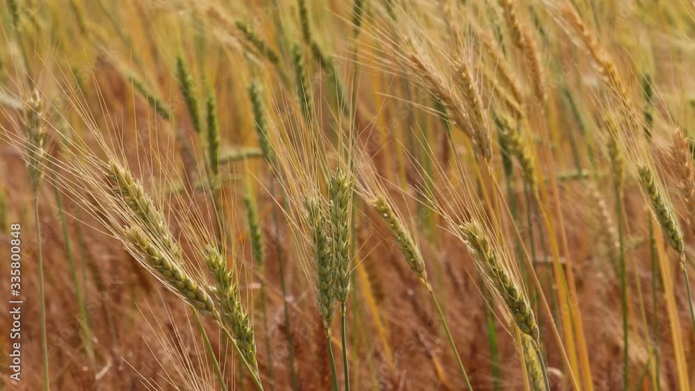 close up of wheat ears in field
