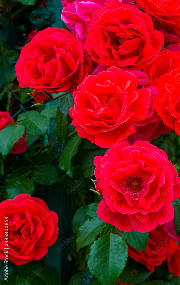 floral background of roses. pink roses flowers floral background of roses. pink roses flowers