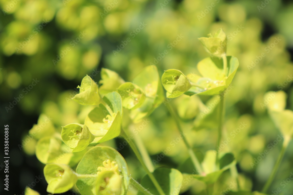 Fleurs vertes d'euphorbes - euphorbes en fleur au printemps dans la commune de Corbas - Département du Rhône- France Fleurs vertes d'euphorbes - euphorbes en fleur au printemps dans la commune de Corbas - Département du Rhône- France