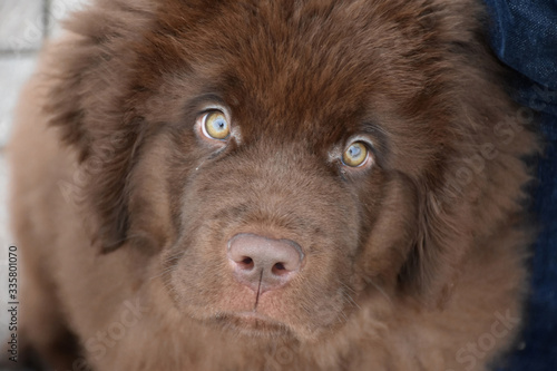 Up Close Look Into the Face of a Newfoundland Puppy photo