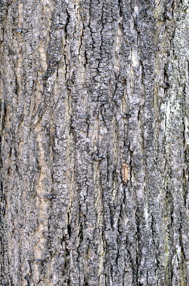 Fototapeta premium Rinde von einem Baumstamm