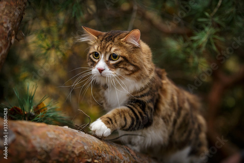 Photography kurilian bobtail cat walk outdoor in forest