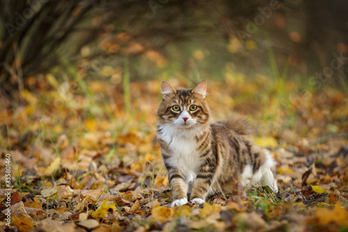 kurilian bobtail cat walk outdoor in forest photo