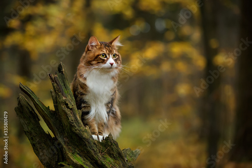 Fototapeta Naklejka Na Ścianę i Meble -  kurilian bobtail cat walk outdoor in forest