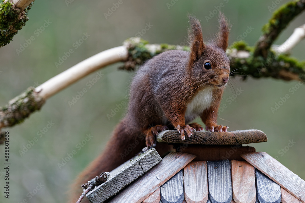 Fototapeta premium écureuil