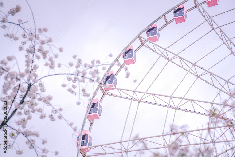 Pink Ferris wheel behind cherry trees Pink Ferris wheel behind cherry trees